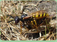 wasp control Penrith